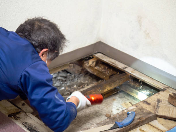 Best Water Damage Restoration  in Bull Run, VA