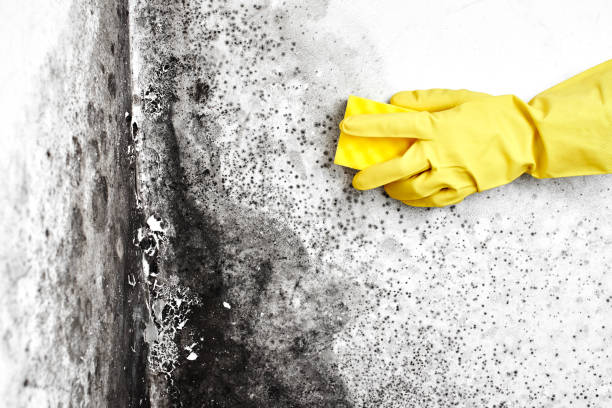 Best Mold Remediation Experts  in Bull Run, VA