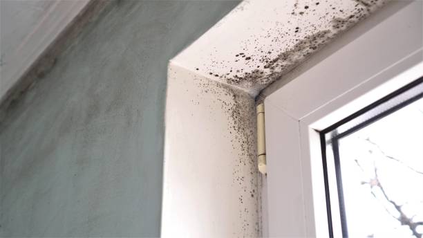 Best Emergency Mold Removal  in Bull Run, VA