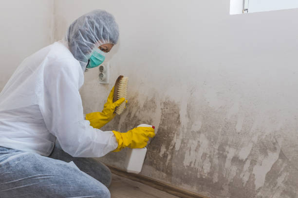 Best Affordable Mold Removal  in Bull Run, VA