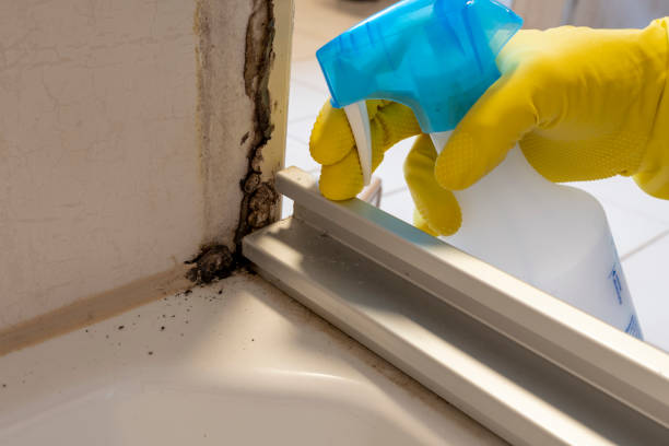 Best Certified Mold Removal  in Bull Run, VA