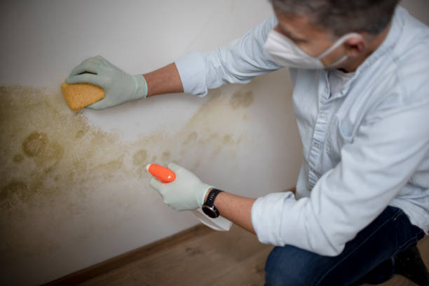 Best Office Mold Removal Services  in Bull Run, VA