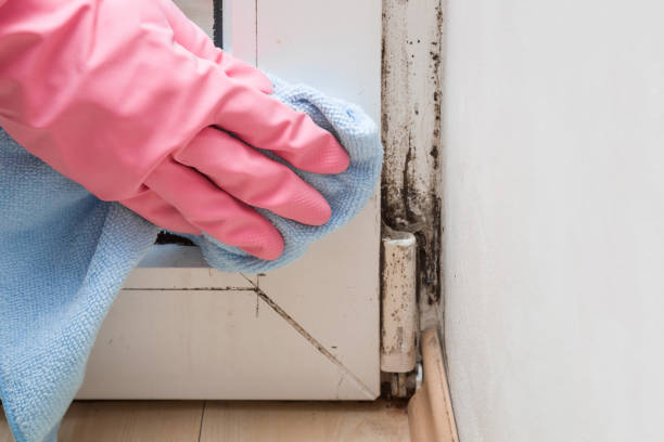 Best Emergency Mold Removal  in Bull Run, VA