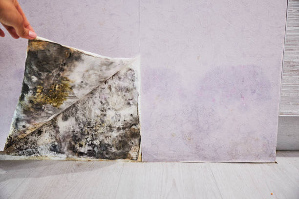 Best Attic Mold Removal  in Bull Run, VA